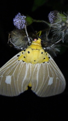 Asota plaginota