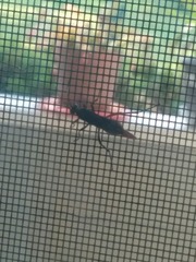 Insecta