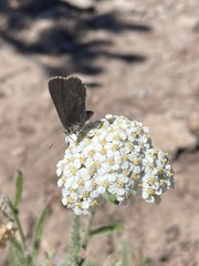 Satyrium semiluna