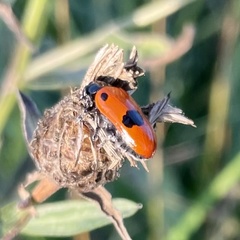 Clytra quadripunctata