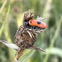 Clytra quadripunctata