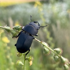 Dorcus parallelipipedus