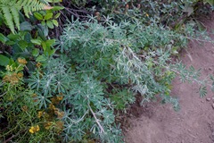 Lupinus arboreus eximius