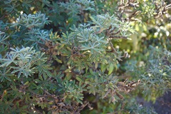 Lupinus arboreus eximius