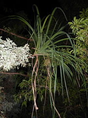 Pandanus gemmifer