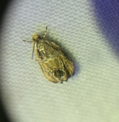 Olethreutes griseoalbana