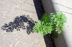 Koriander siaty (Coriandrum sativum): pôvod a využitie — fotografia 3