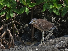 Nyctanassa violacea pauper