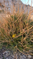 Coronilla juncea
