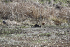 Otospermophilus beecheyi nesioticus