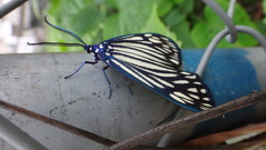 Cyclosia papilionaris