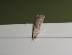 Cybalomia pentadalis