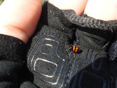 Cryptocephalus anticus