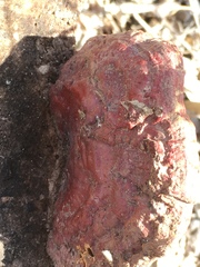 Ganoderma sessile