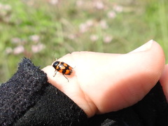 Cryptocephalus anticus