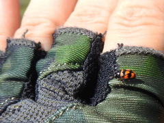 Cryptocephalus anticus