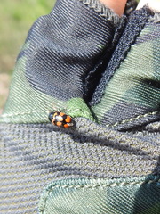 Cryptocephalus anticus