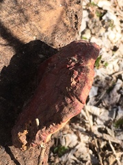 Ganoderma sessile