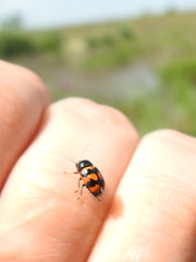 Cryptocephalus anticus