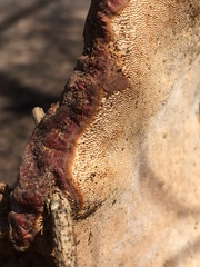 Ganoderma sessile