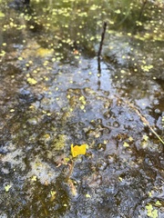 Utricularia intermedia