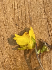 Utricularia intermedia