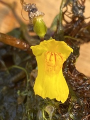 Utricularia intermedia