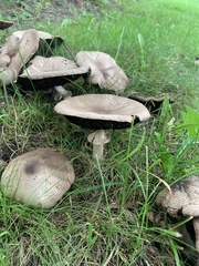 Pseudochitonia