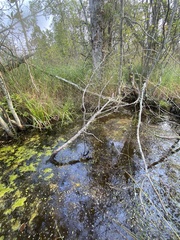 Utricularia intermedia