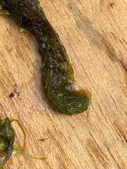 Utricularia intermedia