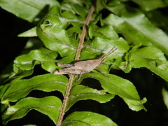 Desmoptera truncatipennis