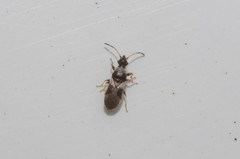 Microplax albofasciata