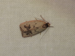 Oecophorinae