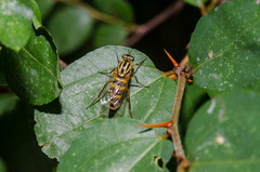 Thereva aurata