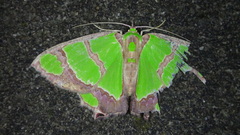 Agathia carissima