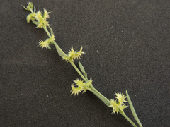 Pectocarya platycarpa