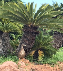 Anas platyrhynchos × wyvilliana