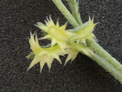 Pectocarya platycarpa