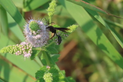 Isodontia auripes