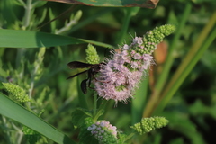 Isodontia auripes