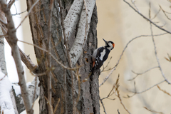 Dendrocopos syriacus