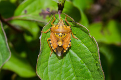 Carpocoris mediterraneus