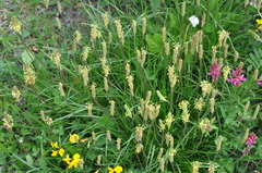 Plantago alpina