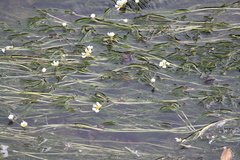 Ranunculus fluitans