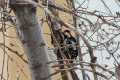 Dendrocopos syriacus