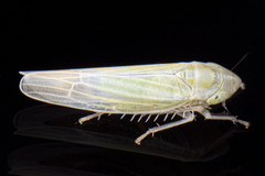 Dikraneura mali