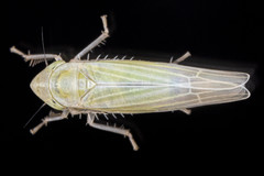 Dikraneura mali