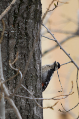 Dendrocopos syriacus