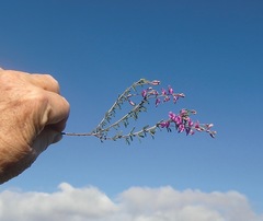 Indigofera sp11