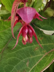 Leycesteria